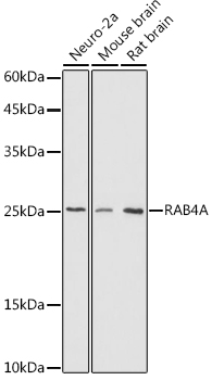 RAB4A antibody