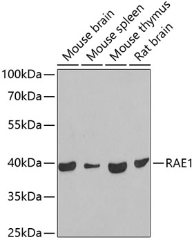 RAE1 antibody