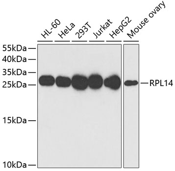 RPL14 antibody