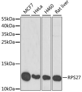 RPS27 antibody