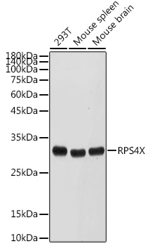 RPS4X antibody