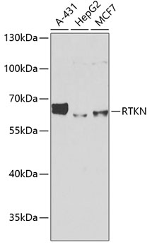 RTKN antibody