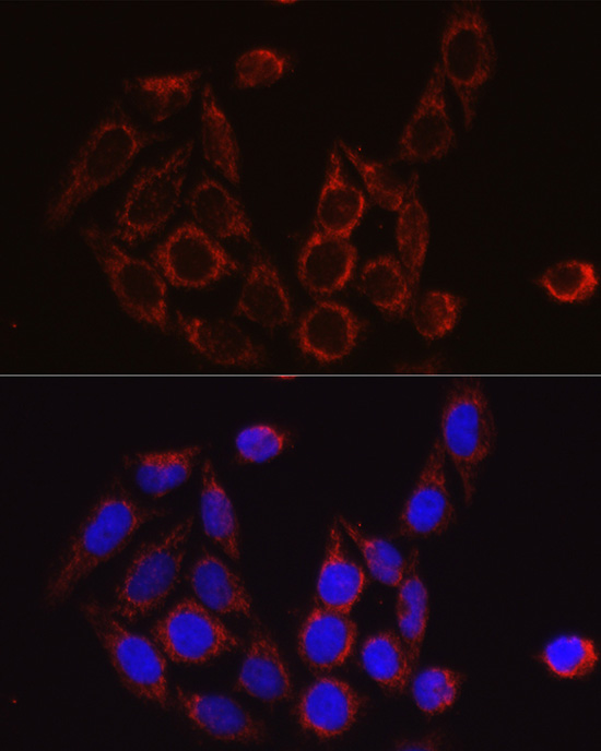 SECISBP2 antibody