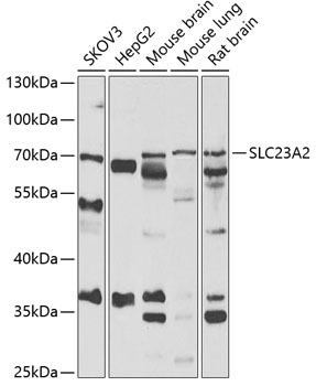 SLC23A2 antibody