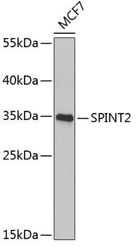 SPINT2 antibody