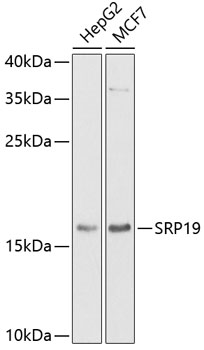 SRP19 antibody