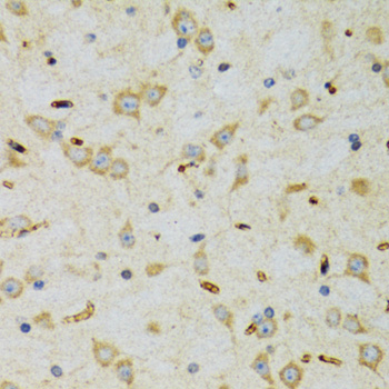 SRP19 antibody