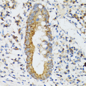 SRP19 antibody