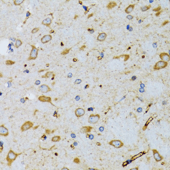 SRP19 antibody