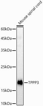 TPPP3 antibody