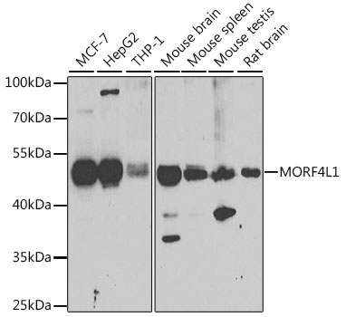 MORF4L1 antibody