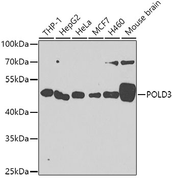 POLD3 antibody