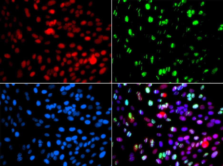 POLD3 antibody