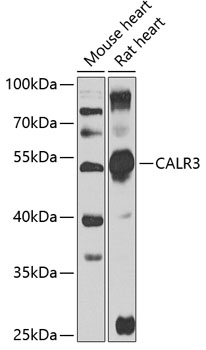 CALR3 Rabbit Polyclonal Antibody