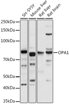 OPA1 Rabbit Polyclonal Antibody