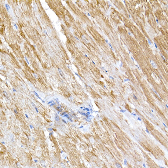 OPA1 Rabbit Polyclonal Antibody