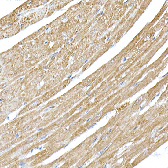 OPA1 Rabbit Polyclonal Antibody