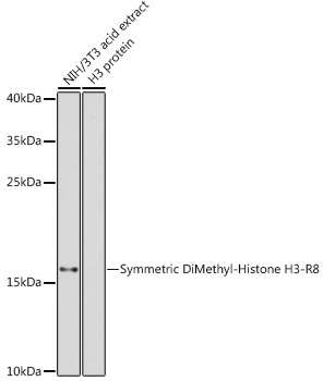 Histone H3R8me2s Polyclonal Antibody