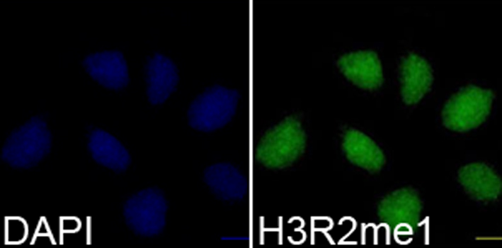 Histone H3R2me1 Polyclonal Antibody