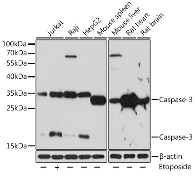 CASP3 antibody