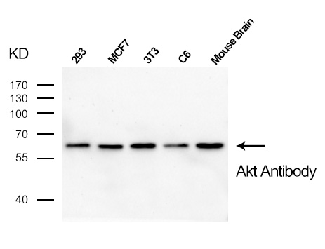 Akt(Ab-473) Antibody