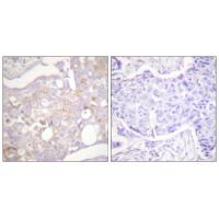 Claudin-4 Polyclonal Antibody