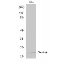 Claudin-4 Polyclonal Antibody