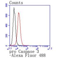 pro Caspase 3 Rabbit mAb