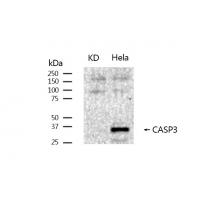 pro Caspase 3 Rabbit mAb