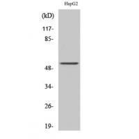 PSMD12 Polyclonal Antibody