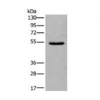 ORAI1 Antibody