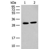 GLYAT Antibody