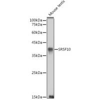 SRSF10 Rabbit pAb