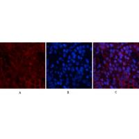 Akt Polyclonal Antibody