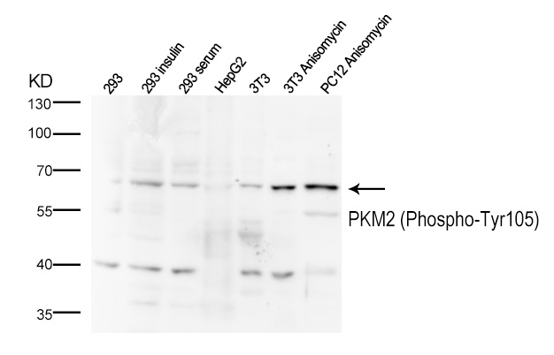 PKM2 (Phospho-Tyr105)  Antibody