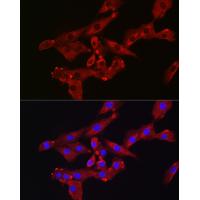 BGLAP Rabbit Polyclonal Antibody