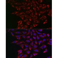 ABCG2 Rabbit Polyclonal Antibody