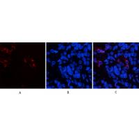 Mouse Monoclonal Ab