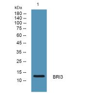 BRI3 Antibody