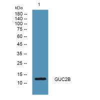 GUCA2B Antibody