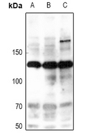 iNOS (Phospho-Tyr151) Antibody