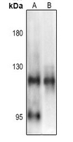 NF-κB p105 (Phospho-Ser903) Antibody