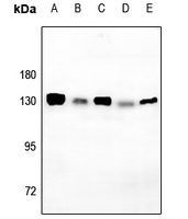 CD130/gp130 (Phospho-Ser782) Antibody