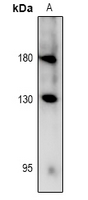 c-Ret (Phospho-Tyr981) Antibody