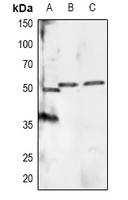 RXR-α (Phospho-Ser260) Antibody