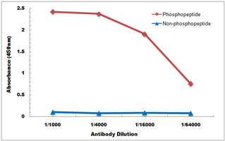 Claudin 4 (Phospho-Tyr208) Antibody