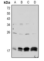 Claudin 4 (Phospho-Tyr208) Antibody