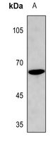 Cyclin B1 (Phospho-Ser128) Antibody