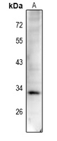 Cyclin D1 (Phospho-Thr288) Antibody