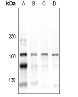 CD45 (Phospho-Tyr1216) Antibody